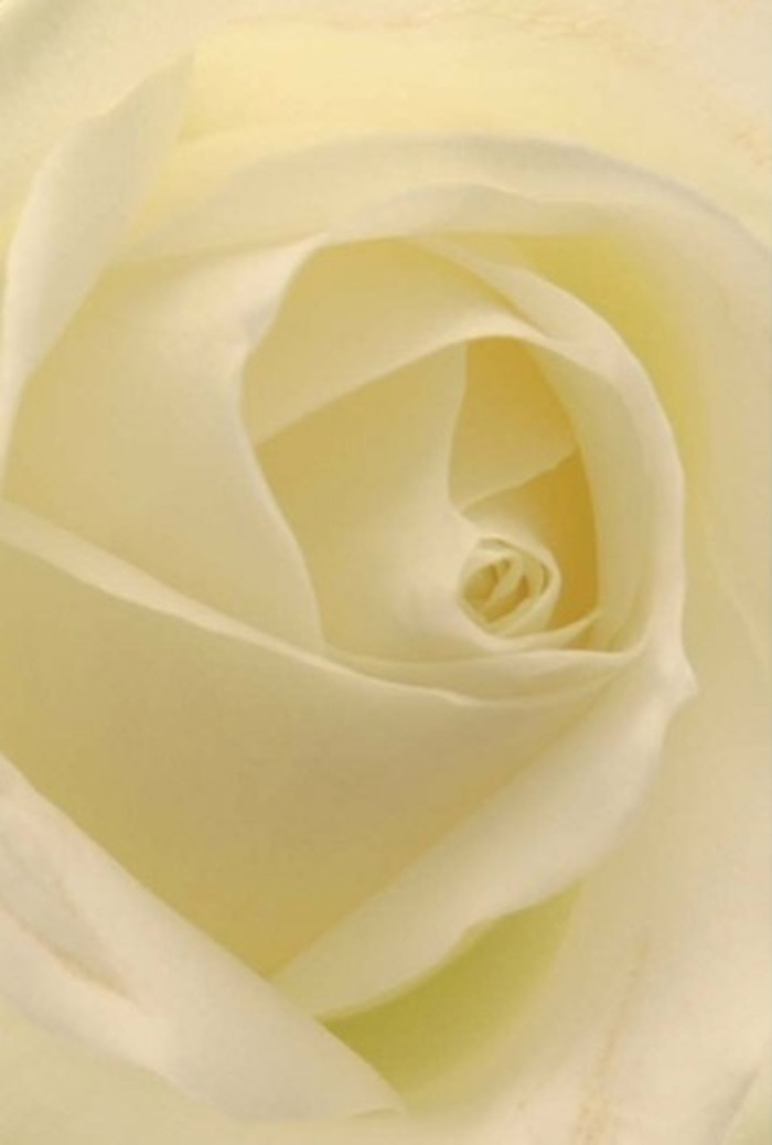 Viewed up close, this timeless white rose captures a sense of refined tranquility so often found on early walks through Crawley's Worth Park. The interplay of soft, delicate petals creates an aura of sophisticated serenity: layers of cream and ivory gently melt into one another, as if the flower is illuminated from within. Gentle natural light caresses every curved surface, evoking the quiet glow of a window-side morning in Furnace Green. For a florist, this classic bloom calls to mind heartfelt tributes-romantic gestures, graceful apologies, or the centrepiece of an elegant wedding just outside Crawley town centre. Its nearly flawless spiraled core stands for purity and resilience, the delicate outer edges suggesting both vulnerability and wisdom. Subtle gradients in shade and shadow highlight the bloom's quiet strength, while the air around it is filled with an unspoken, serene fragrance. There is beauty in its restraint, making this rose a perennial favourite for conveying any emotion-from joy to remembrance-in a uniquely Crawley style, where compassion and tradition walk hand in hand.